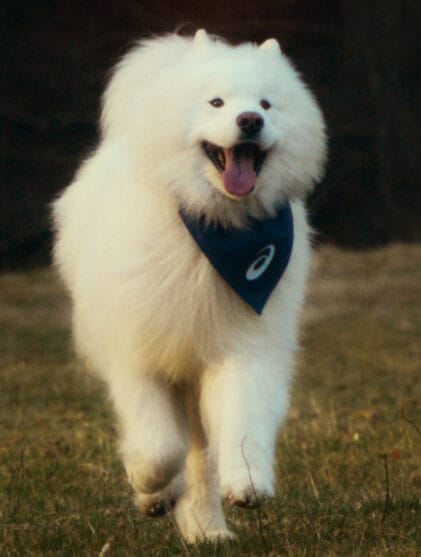 ASICS Mind's Best Friend Felix