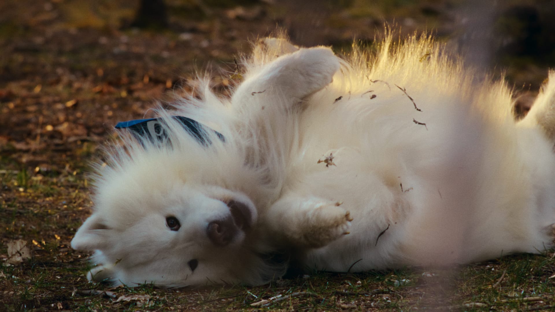 ASICS Mind's Best Friend Felix