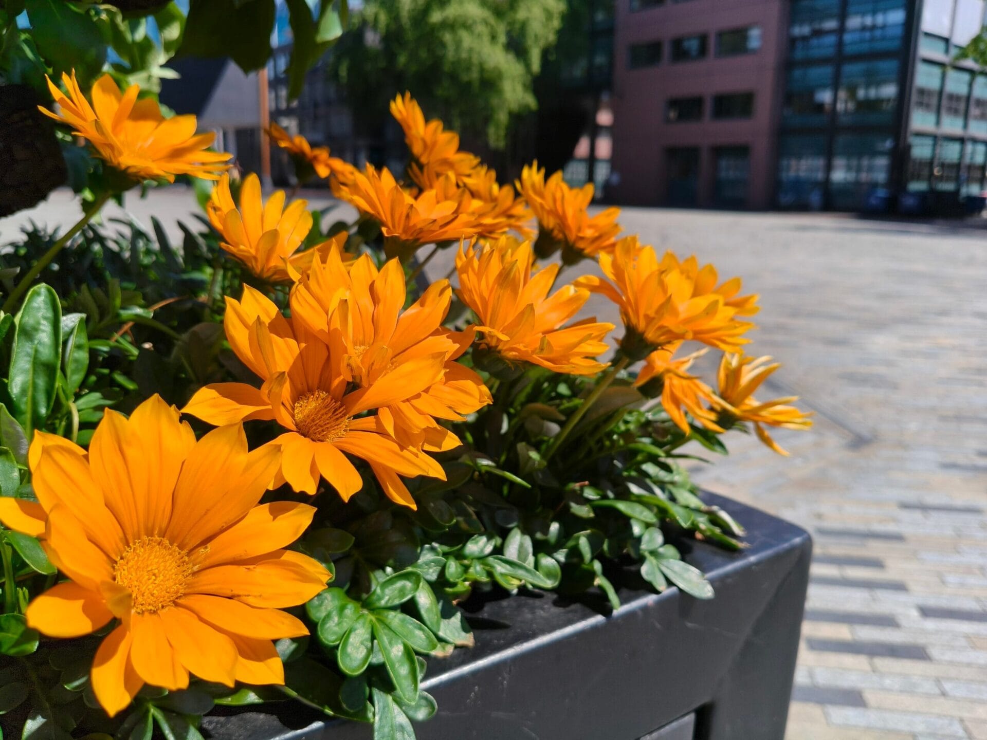 Close-up van oranje bloemen in een plantenbak, gefotografeerd met de OnePlus Nord 5CE om de kleurweergave te tonen