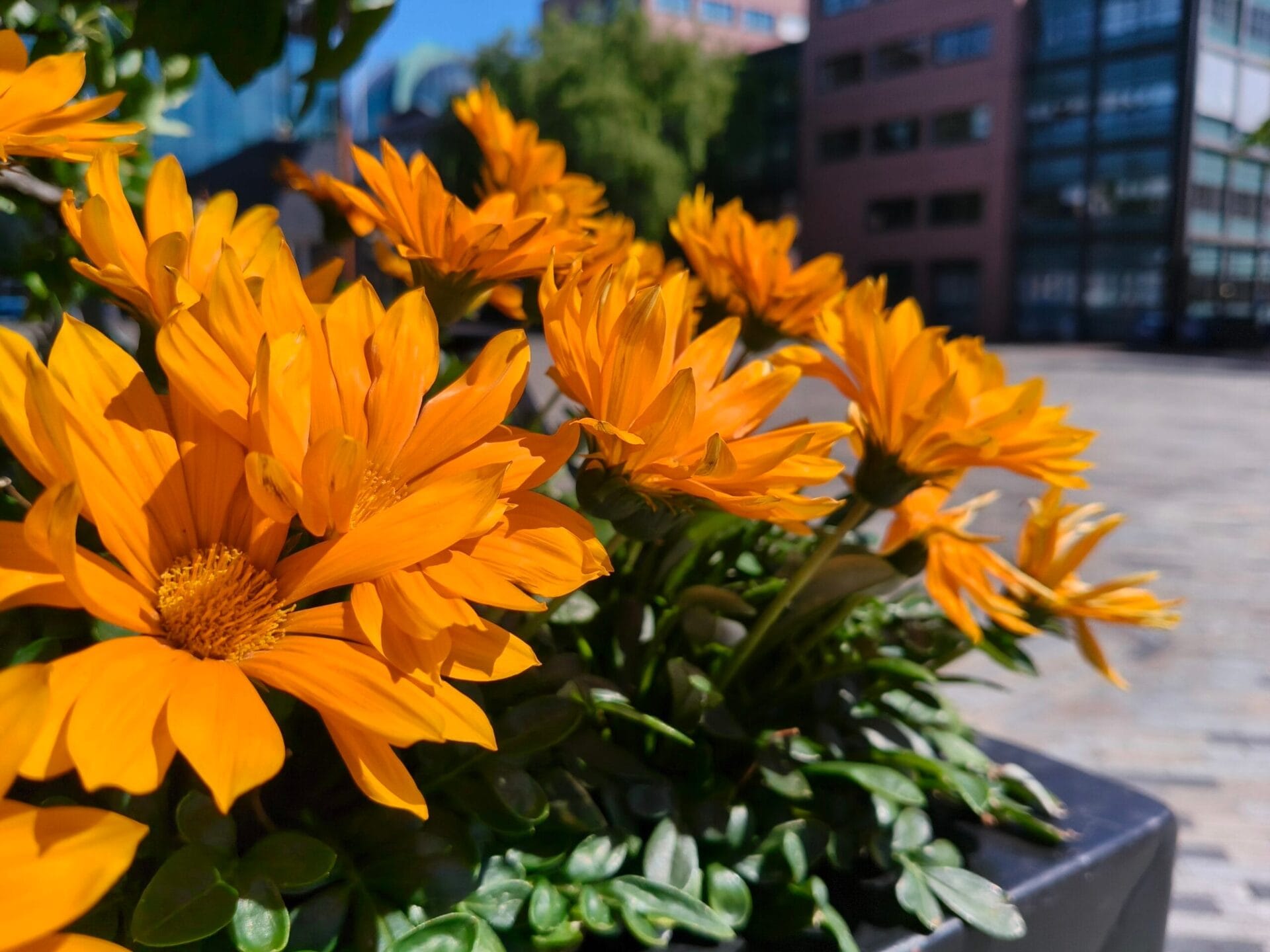 Close-up van oranje bloemen in de zon, gefotografeerd met de OnePlus Nord 5 om de kleurweergave en details te tonen