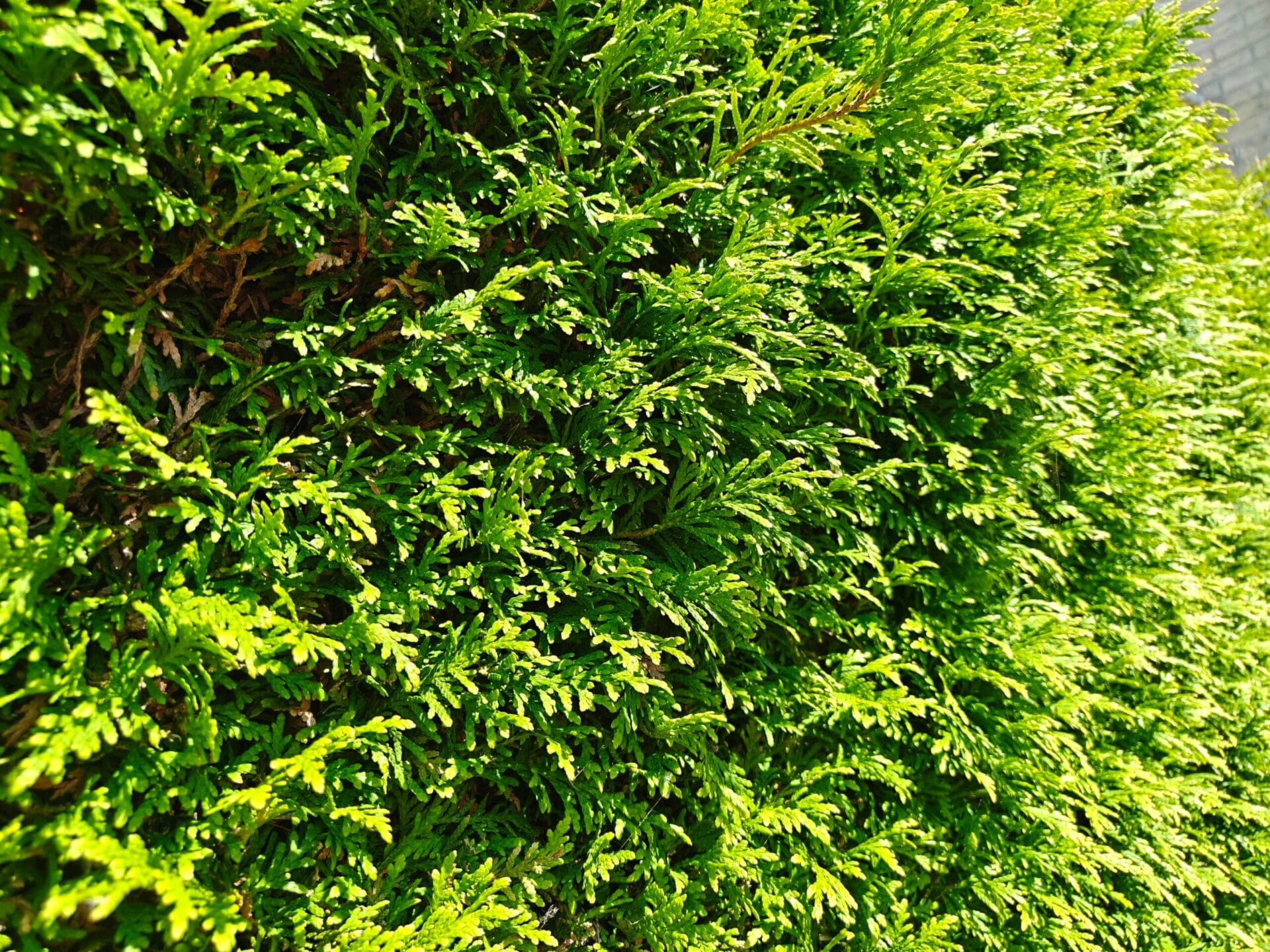 Close-up van een groene heg gemaakt met de OnePlus Nord 5CE, waarbij details in de bladeren licht vervagen