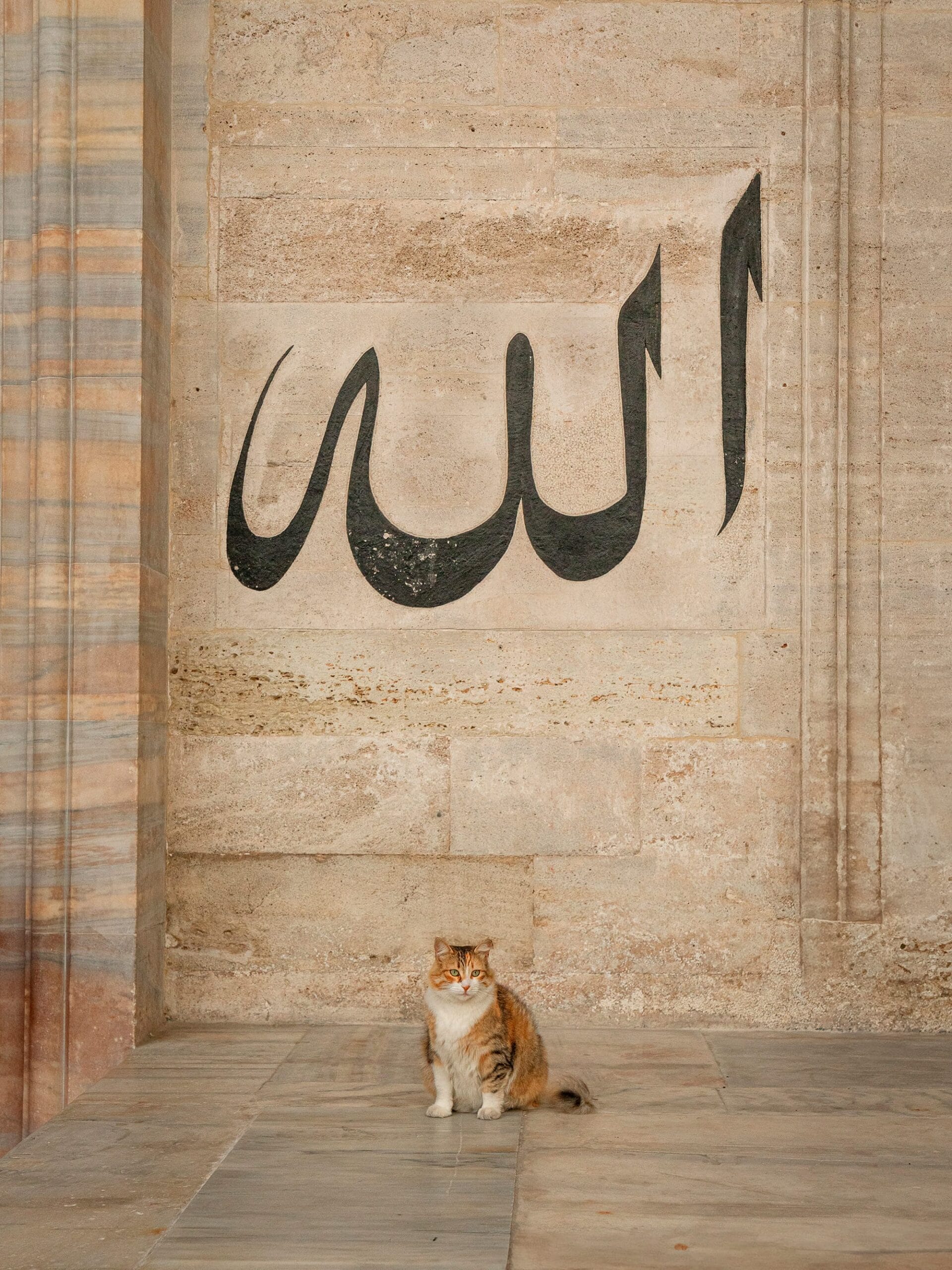 City Cats of Istanbul