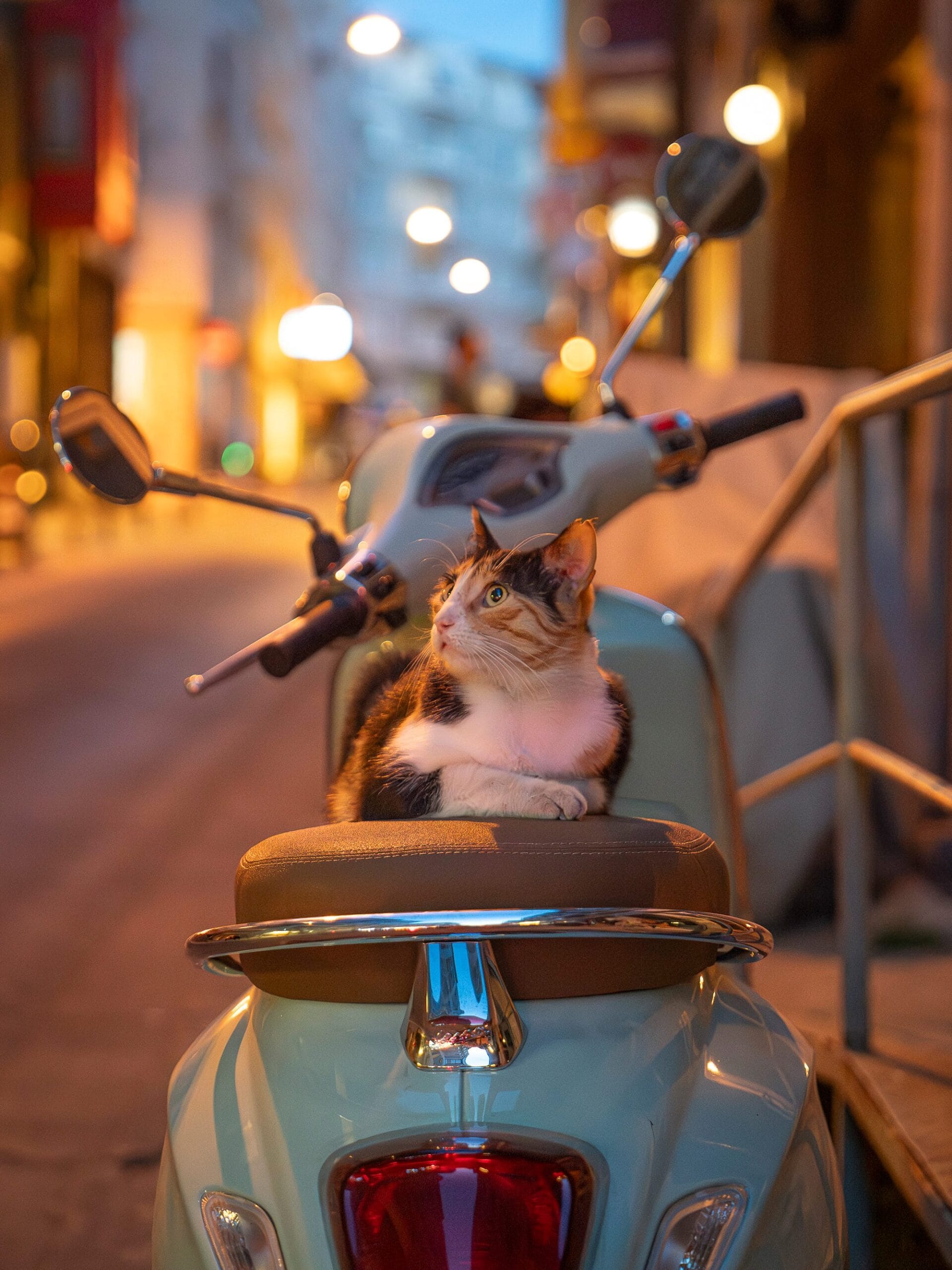 City Cats of Istanbul