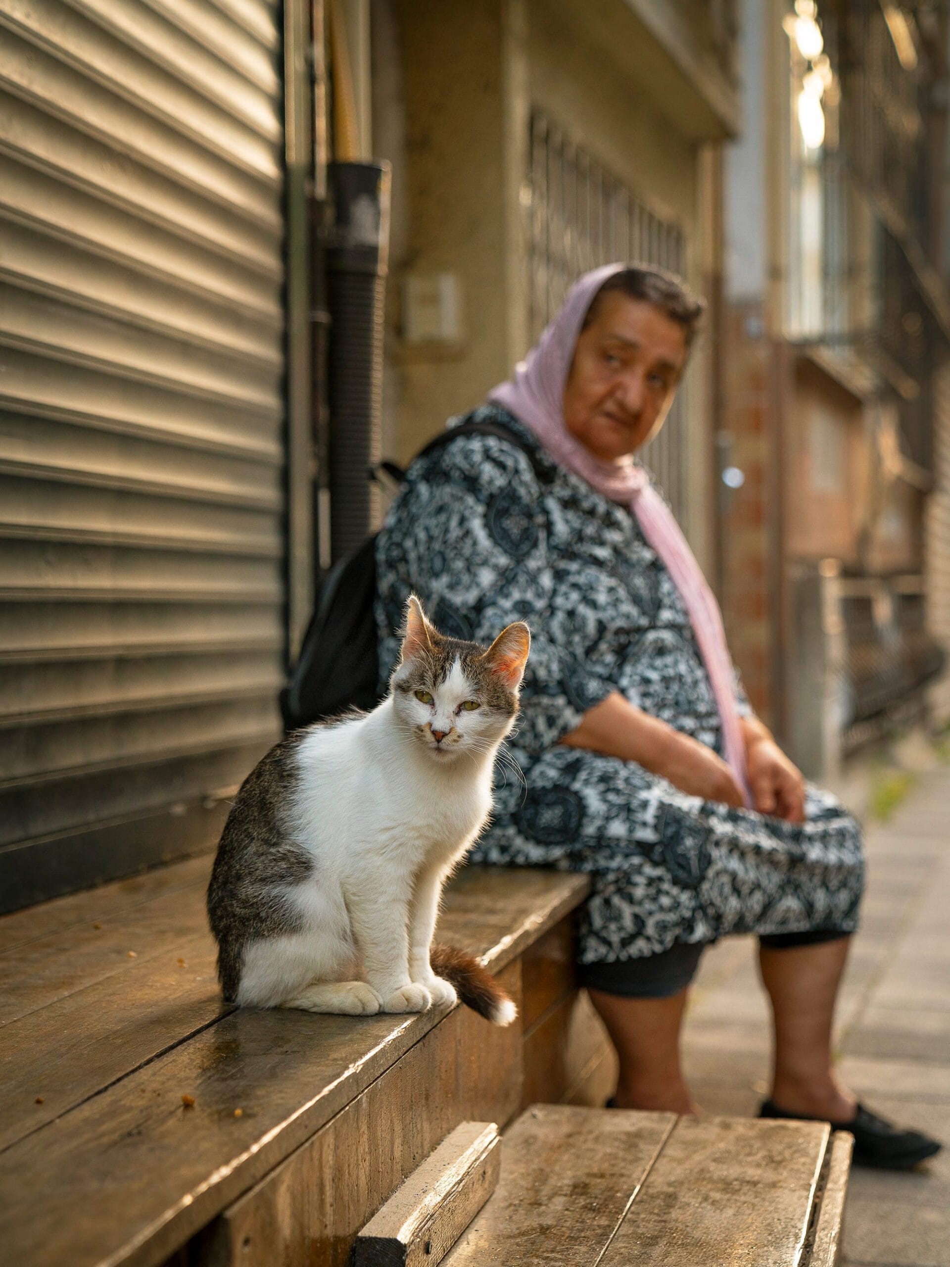 City Cats of Istanbul
