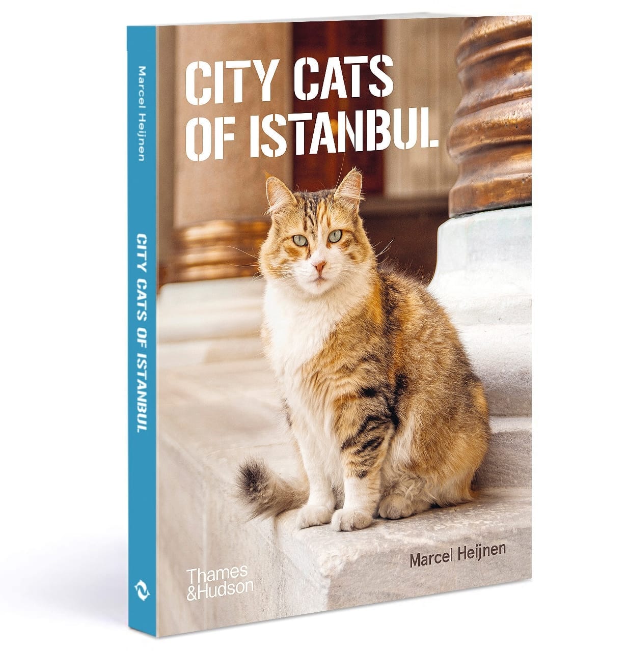 City Cats of Istanbul