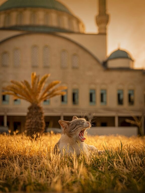 City Cats of Istanbul