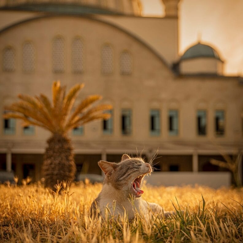Marcel Heijnen fotografeert de katten van Istanbul