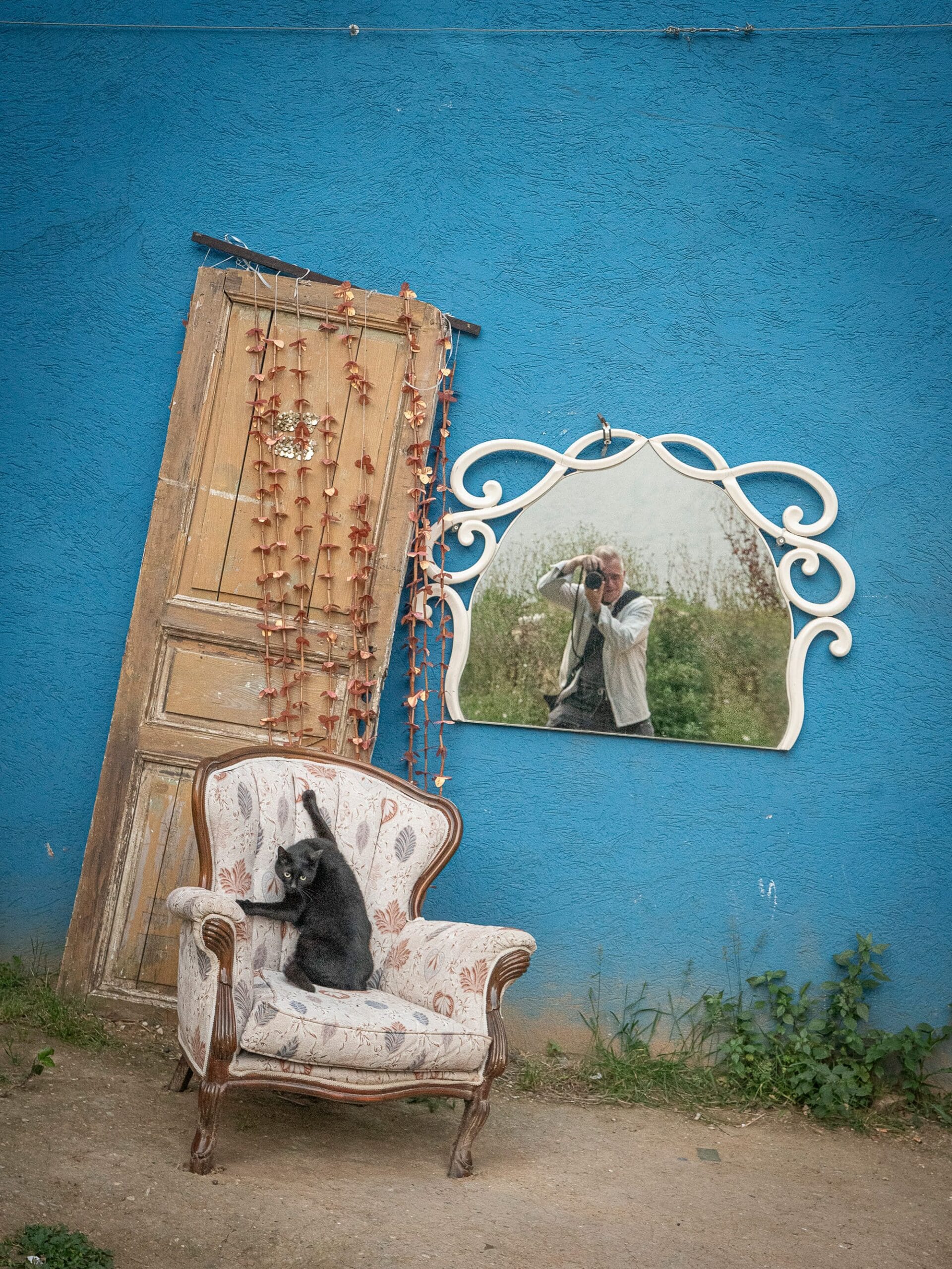 City Cats of Istanbul