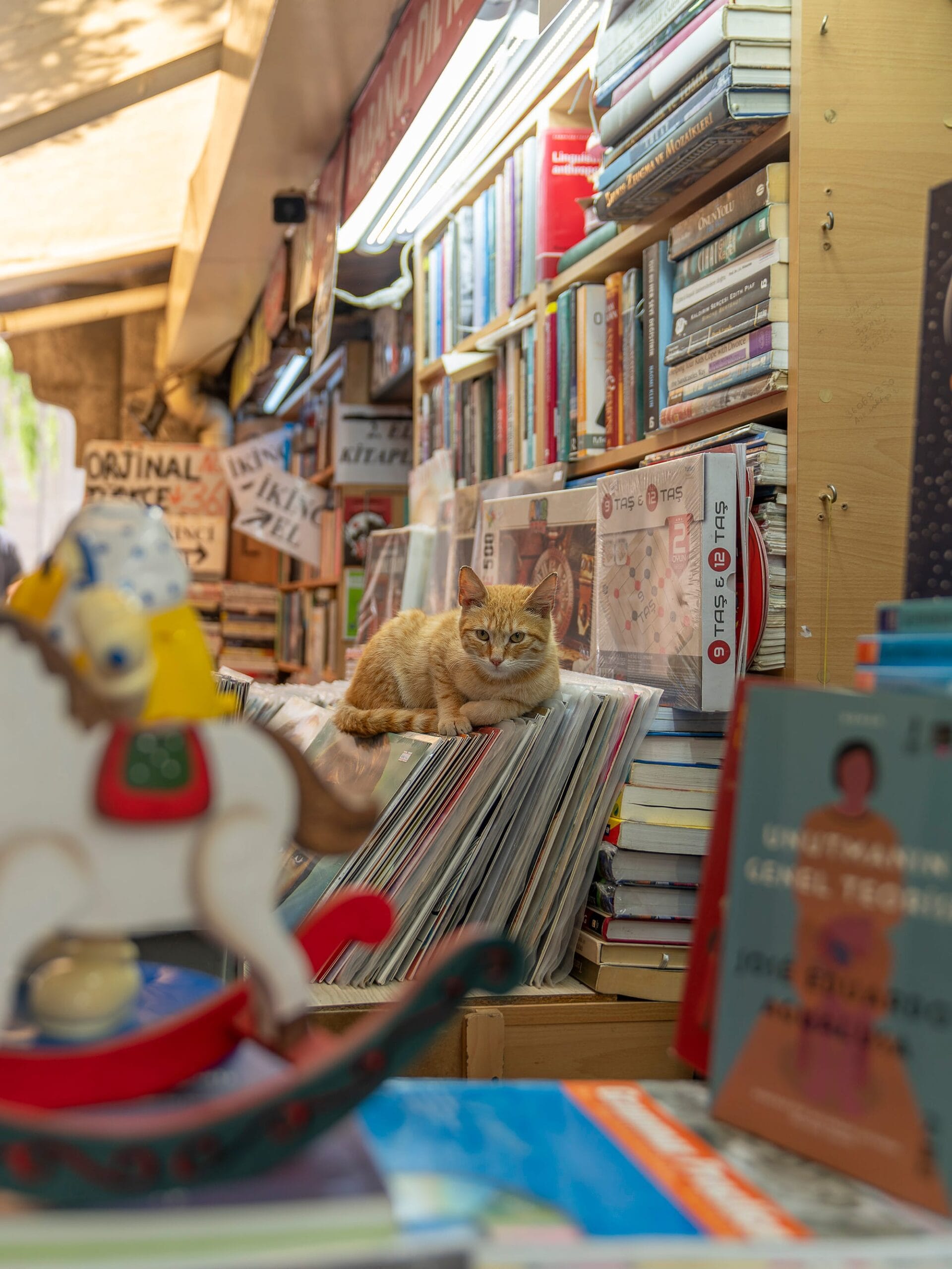 City Cats of Istanbul