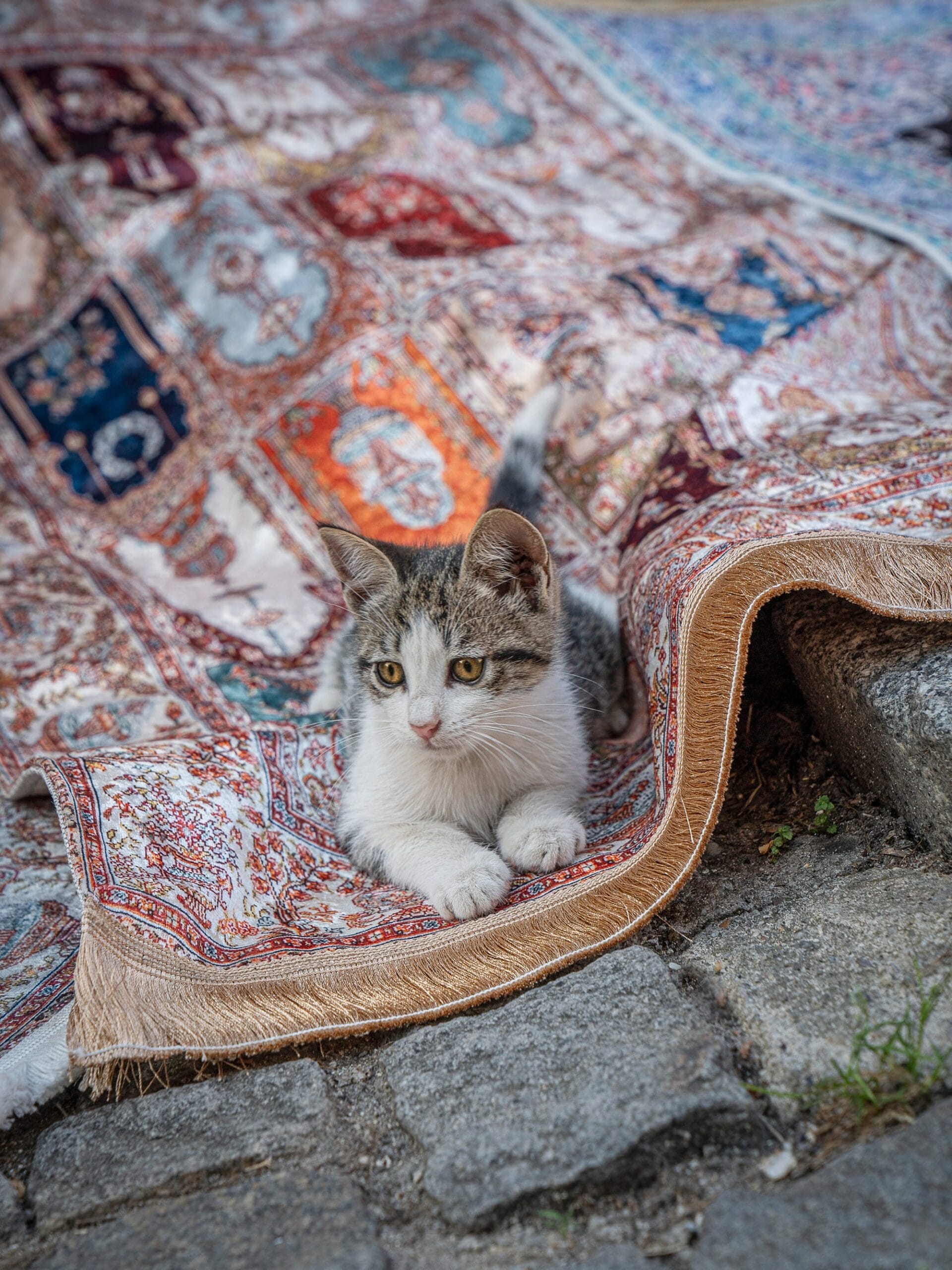 City Cats of Istanbul