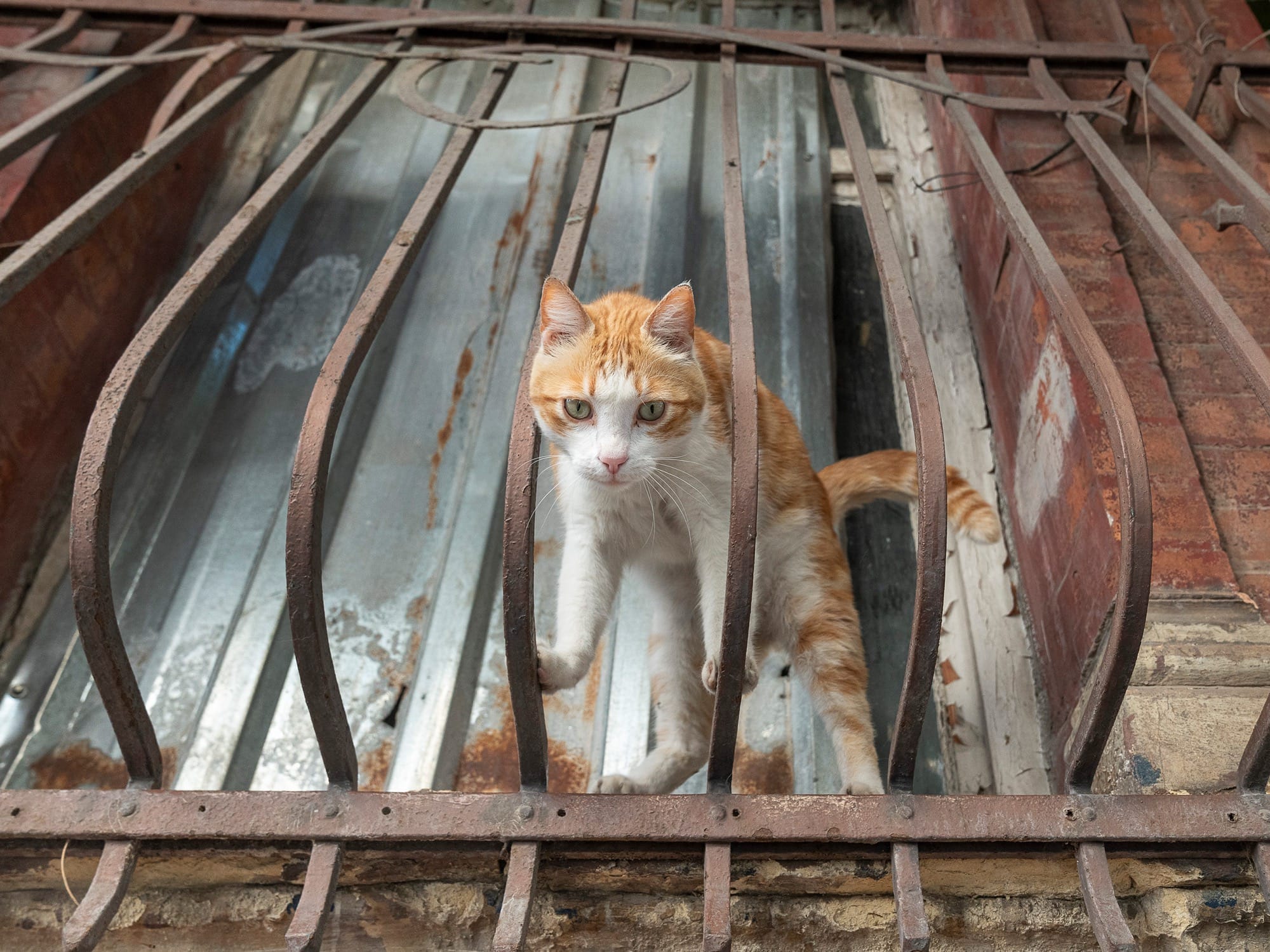 City Cats of Istanbul
