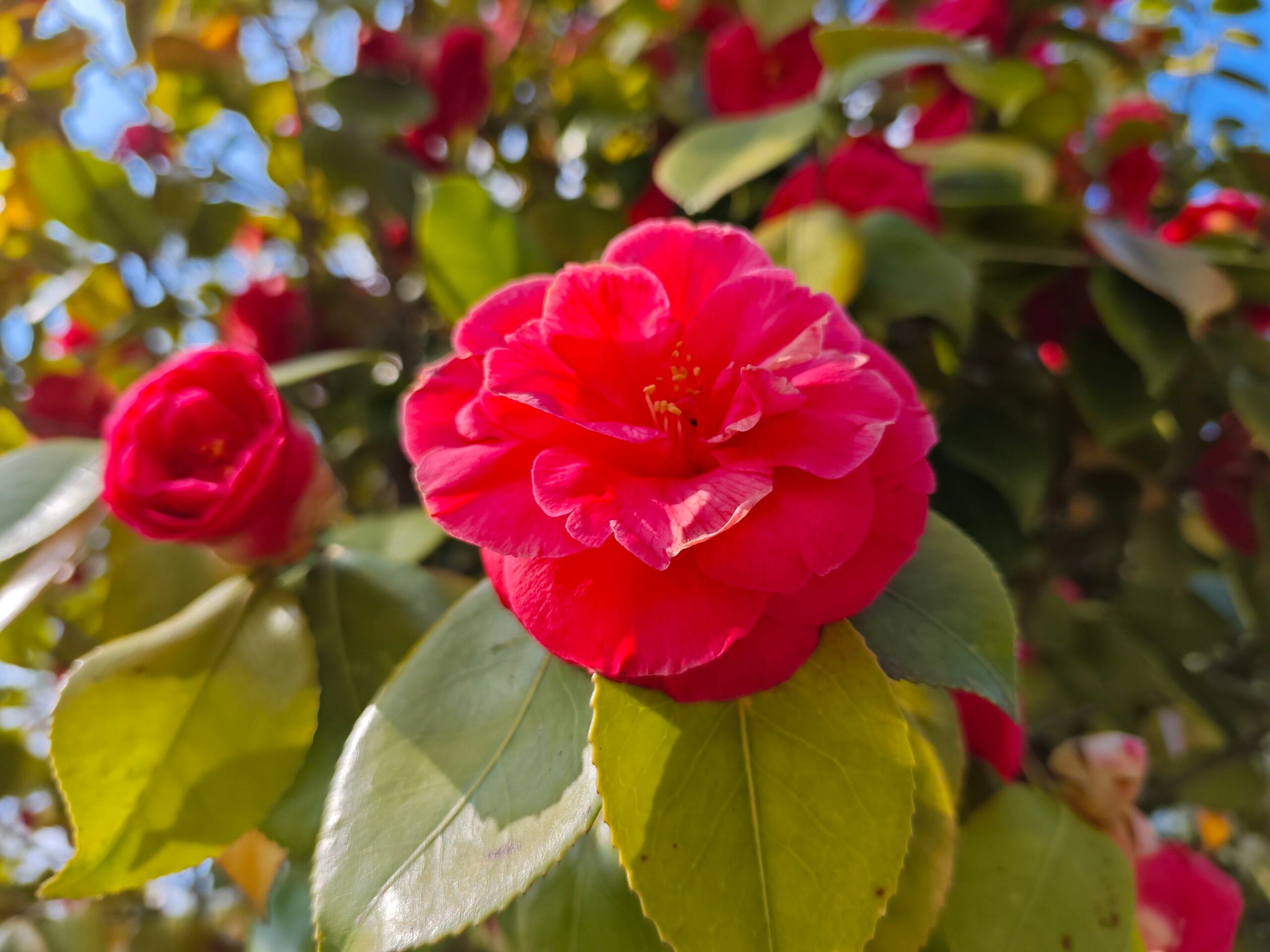 mixed grill poco 4 scaled