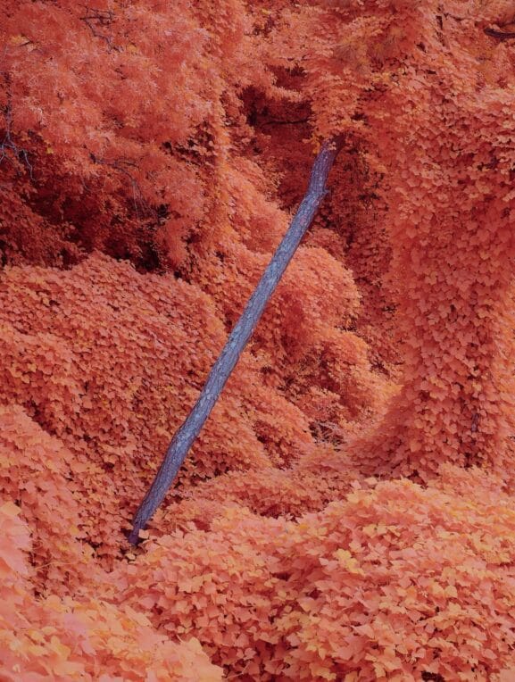 Pueraria montana var. lobata