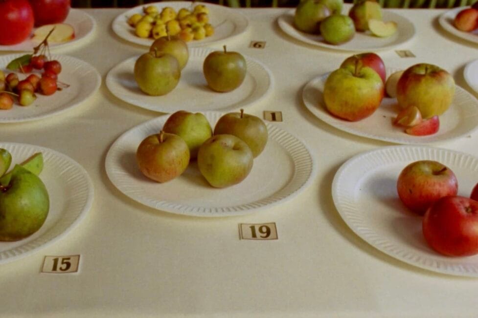 Some Interesting Apples: een ode aan wilde fruitbomen