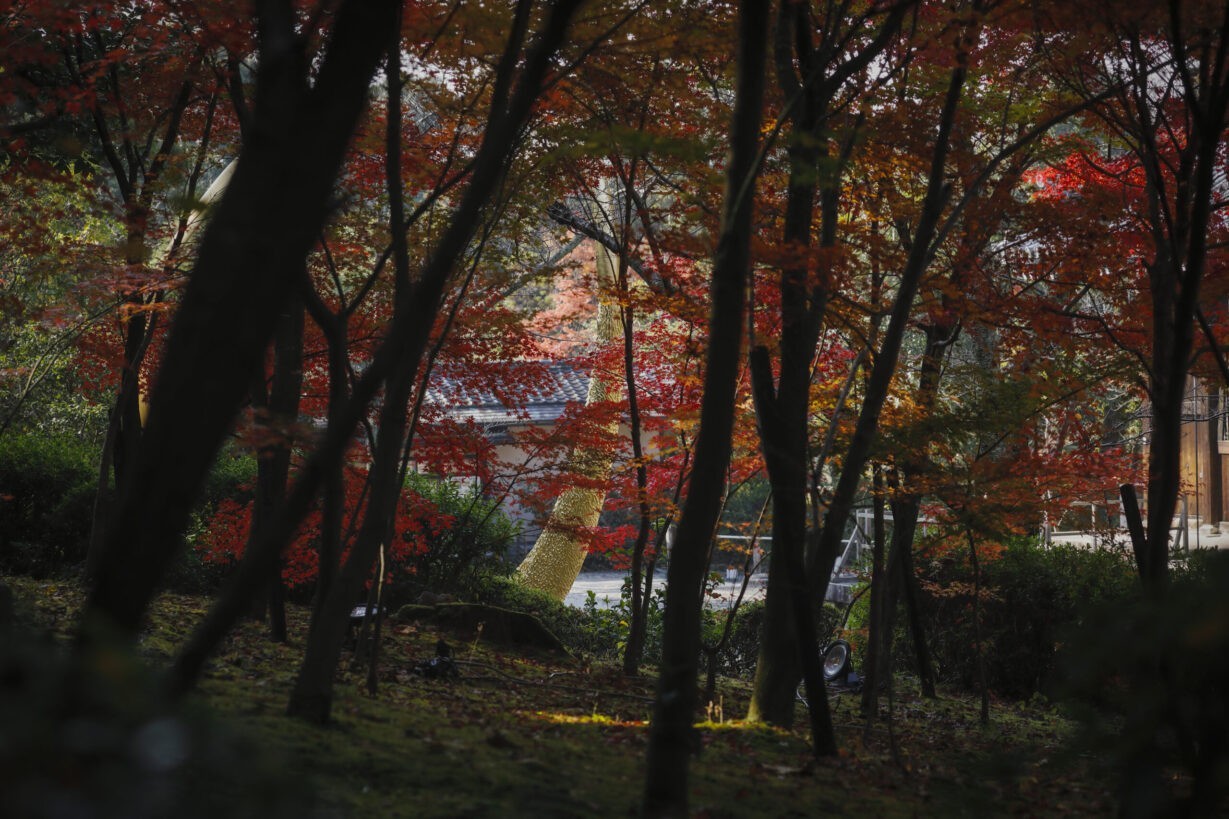 Joseph Walsh Studio - Magnus Rinn