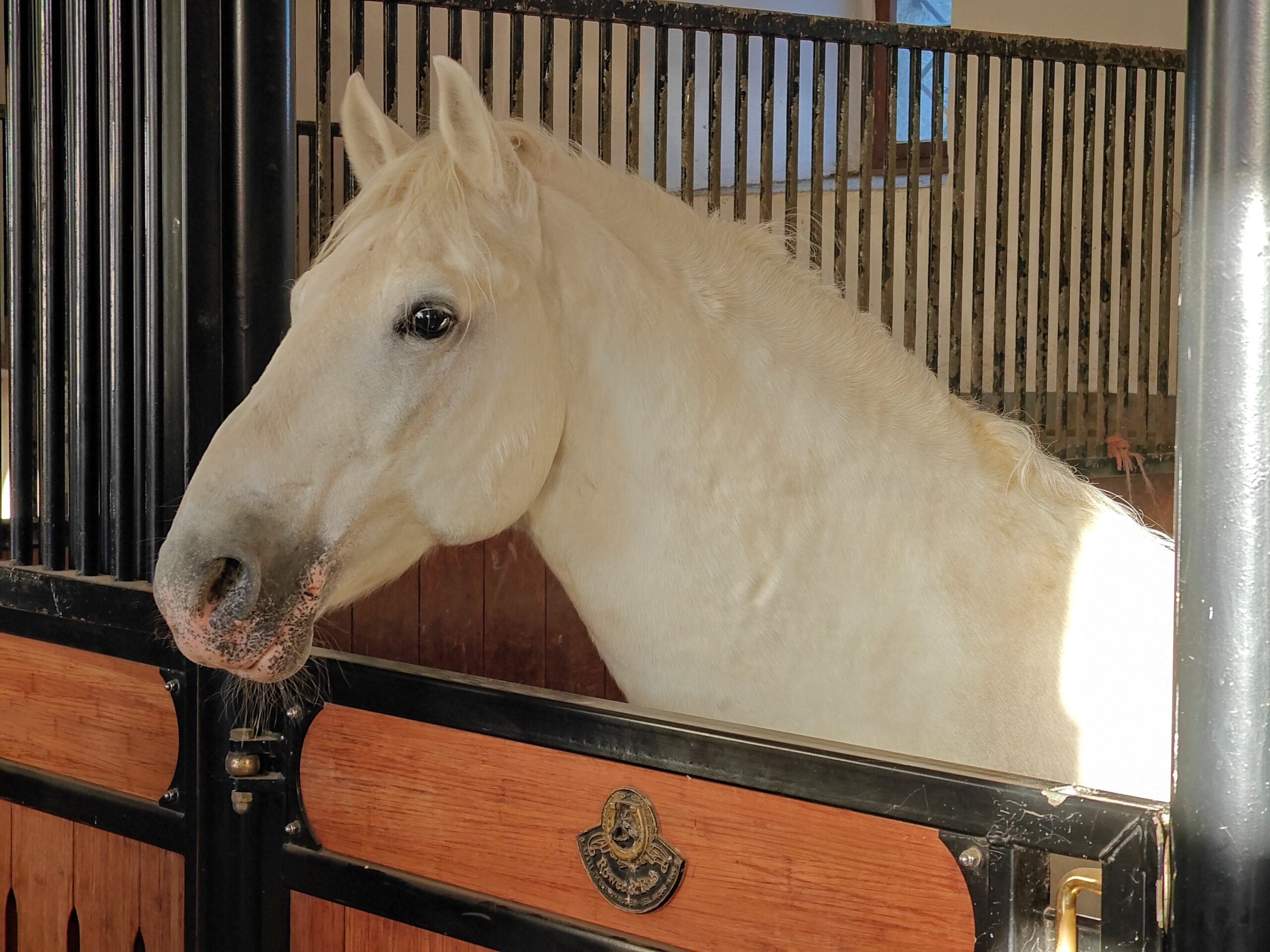 Culturele en culinaire rondreis door Slovenië 56 Lipica