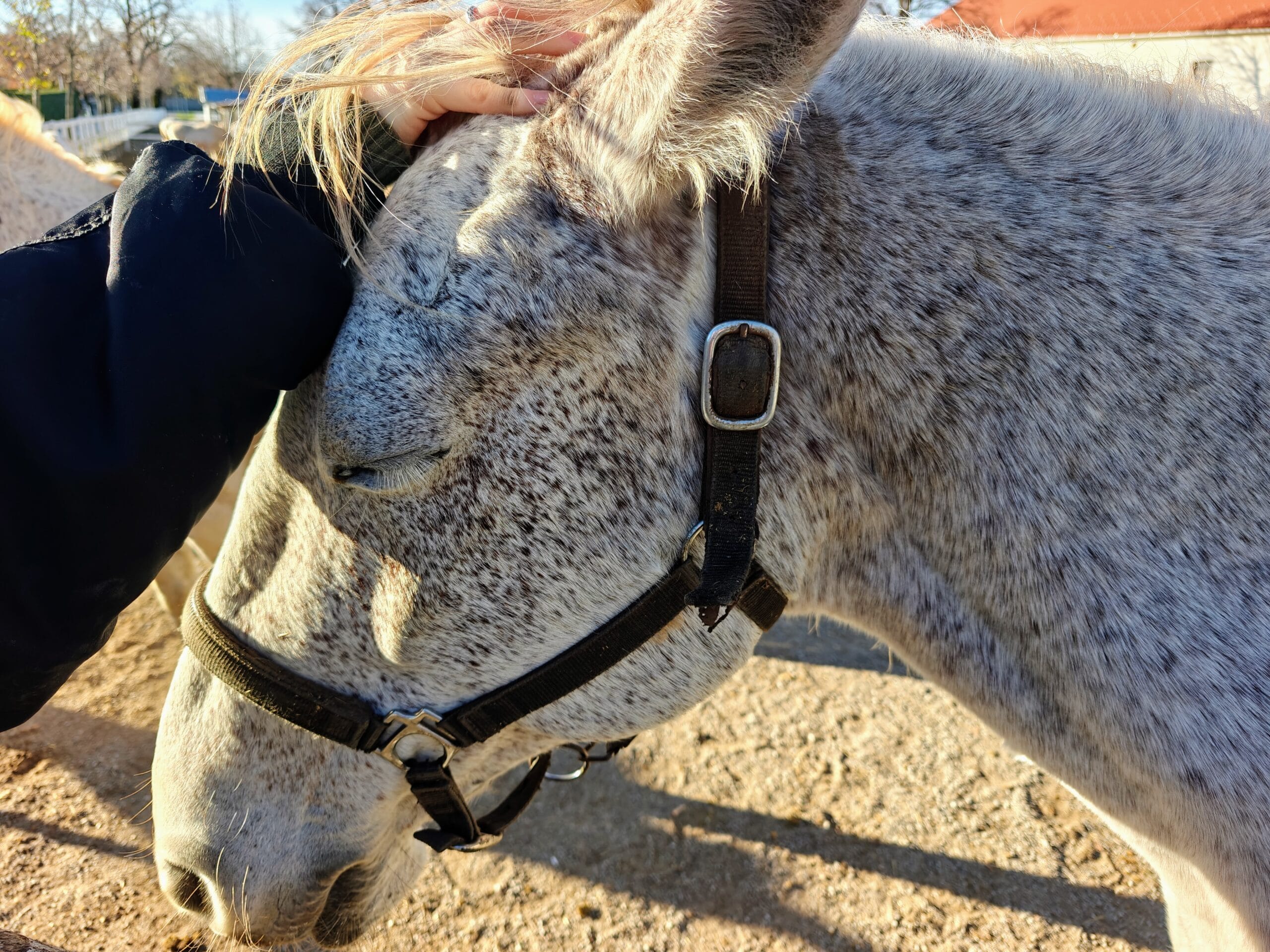 Culturele en culinaire rondreis door Slovenië 43 Lipica