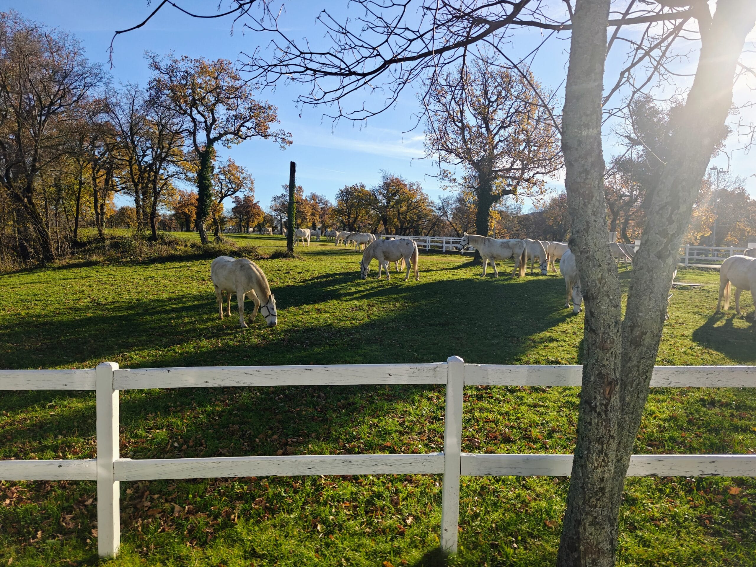 Culturele en culinaire rondreis door Slovenië 57 Lipica