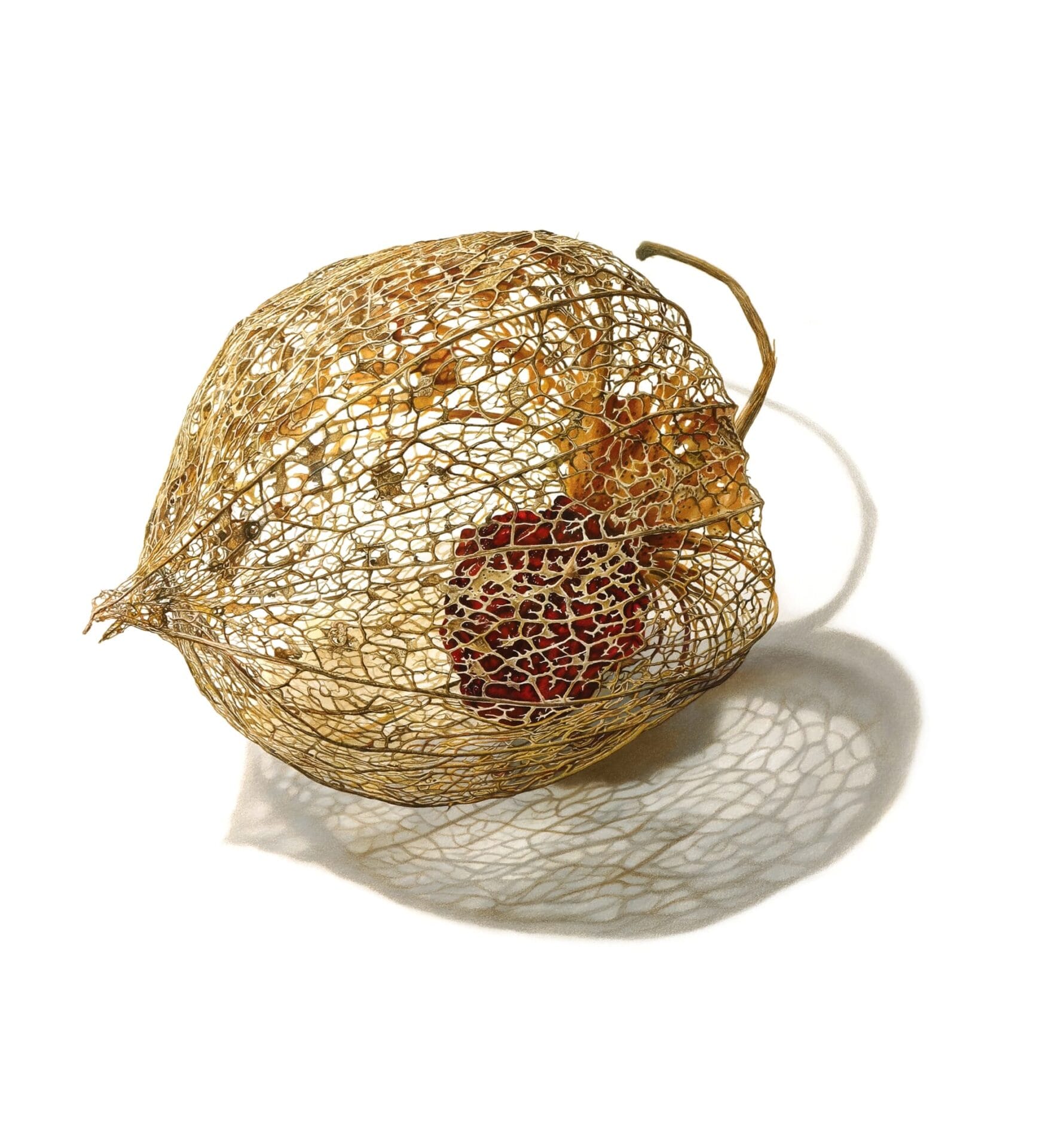 Chinese Lantern No. 2
