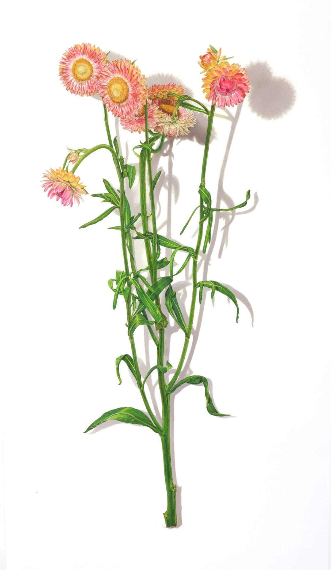 Botanical Series No.4 Drawing