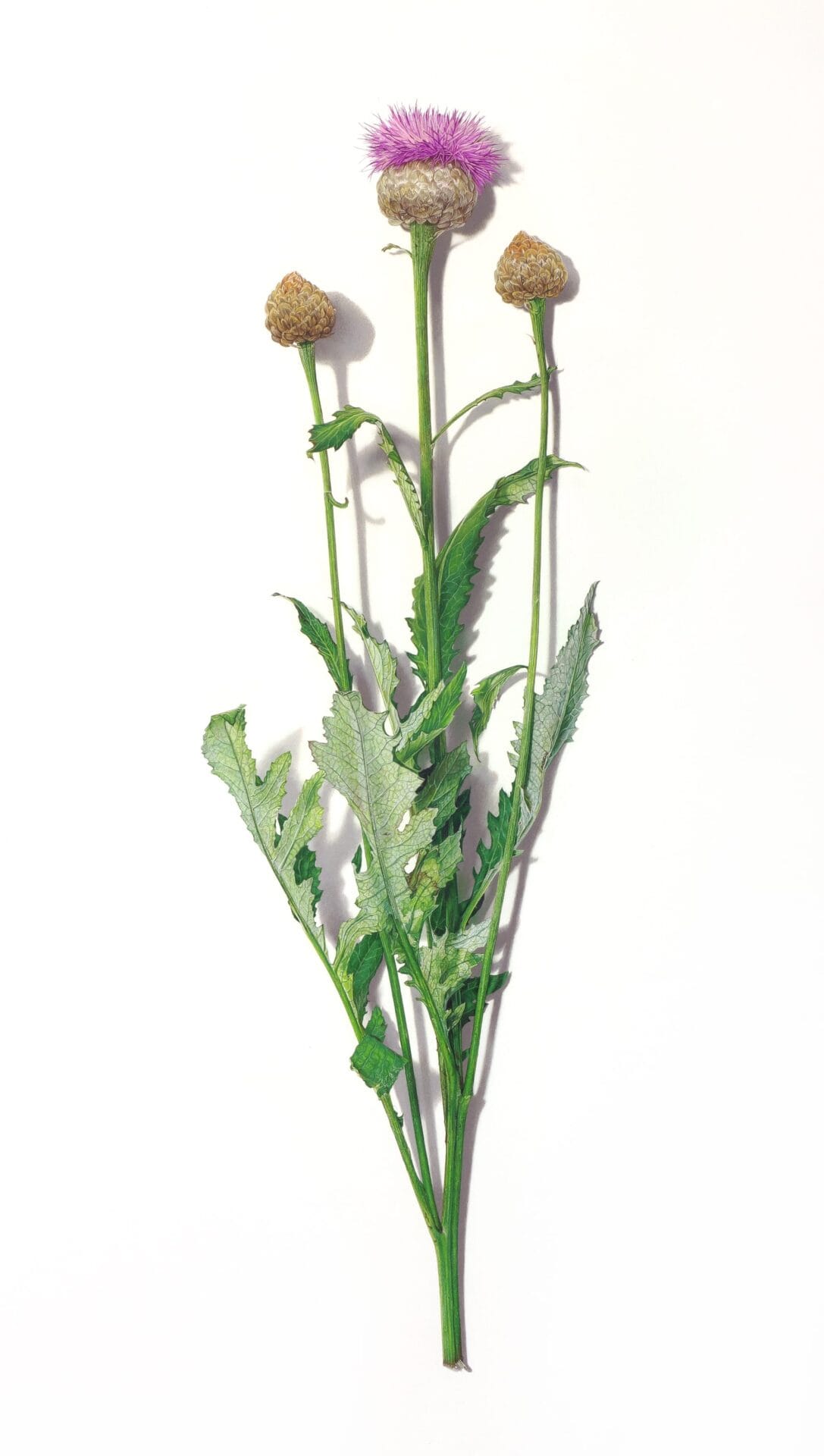 Botanical No.3 Drawing