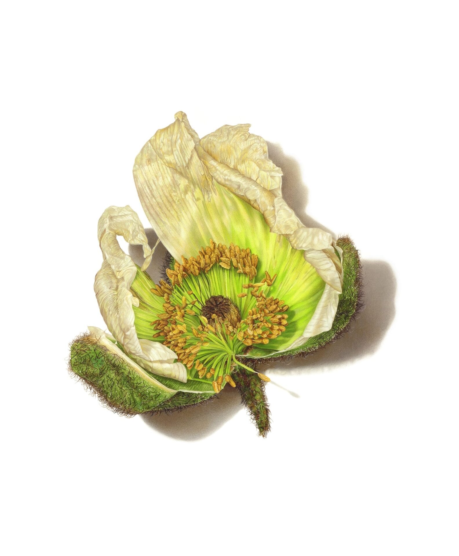 Iceland Poppy
