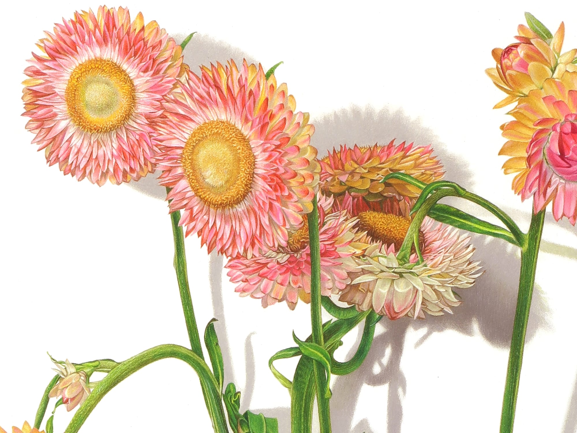 Botanical Series No.4 Drawing