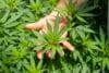 Een hand die een groen wietblad vasthoudt in een veld met cannabisplanten