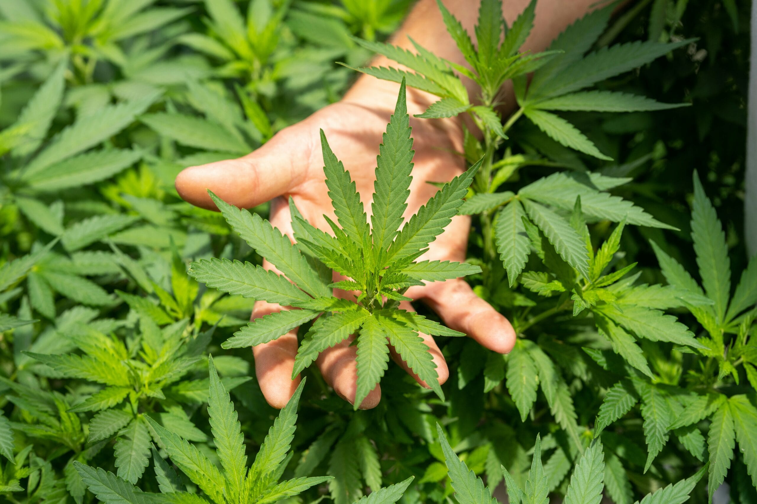 Een hand die een groen wietblad vasthoudt in een veld met cannabisplanten
