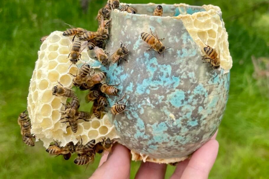 Honingbijen bouwen een natuurlijke raat op een keramieken mok met een blauw-grijs glazuur