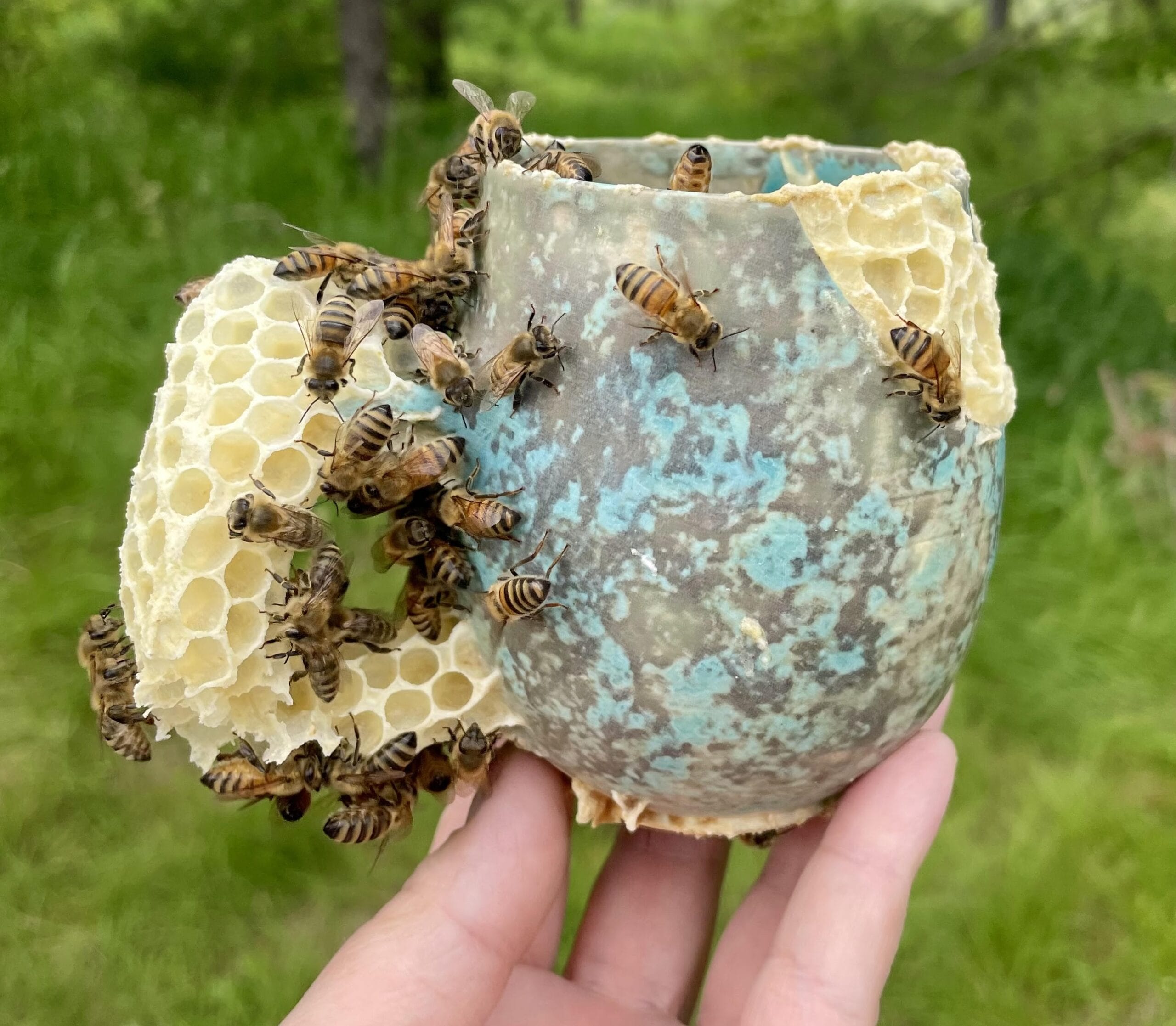 Honingbijen bouwen een natuurlijke raat op een keramieken mok met een blauw-grijs glazuur