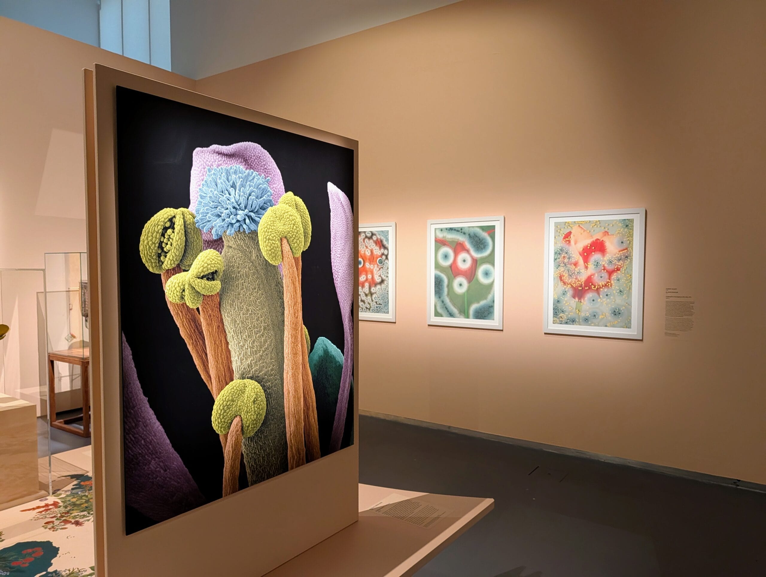 Gekleurde microscopische opnames van planten tentoongesteld in een museumzaal