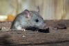 Een kleine bruine muis kijkt over de rand van een houten balk
