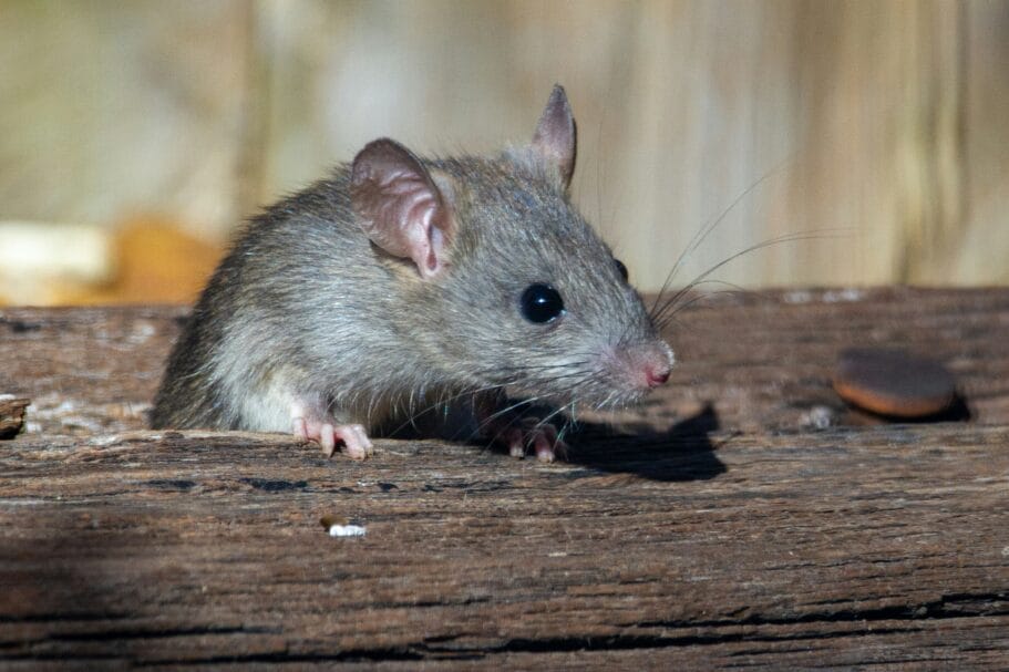 Een kleine bruine muis kijkt over de rand van een houten balk