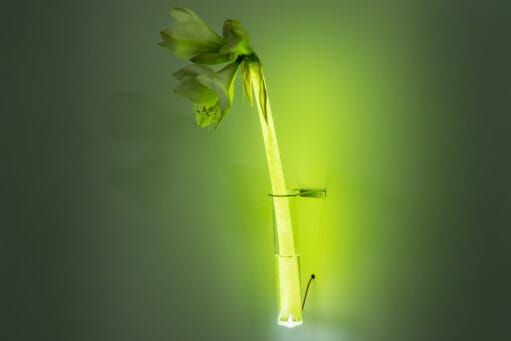 Een witte amaryllis in een glazen reageerbuis die van onderaf groen wordt verlicht tegen een groene muur