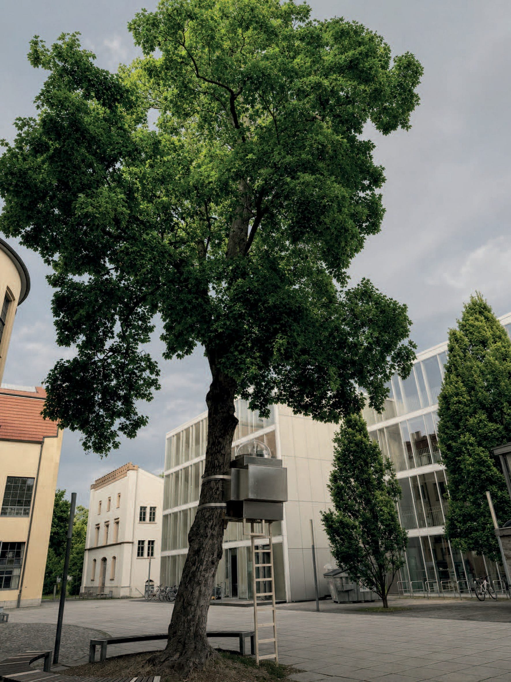 Het aluminium Baumhaus Office bevestigd aan een boom op de campus, bereikbaar via een houten ladder