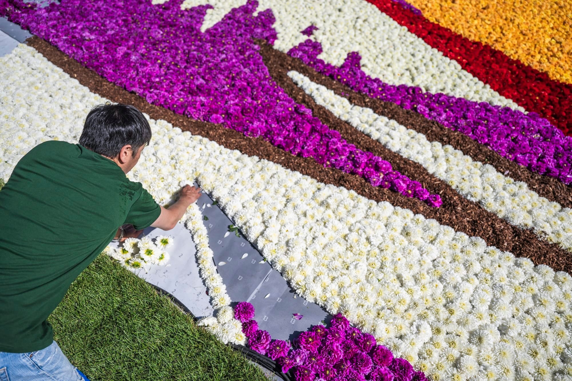 Een vrijwilliger legt witte bloemen op een genummerd patroon tijdens de aanleg van het Brusselse Bloementapijt