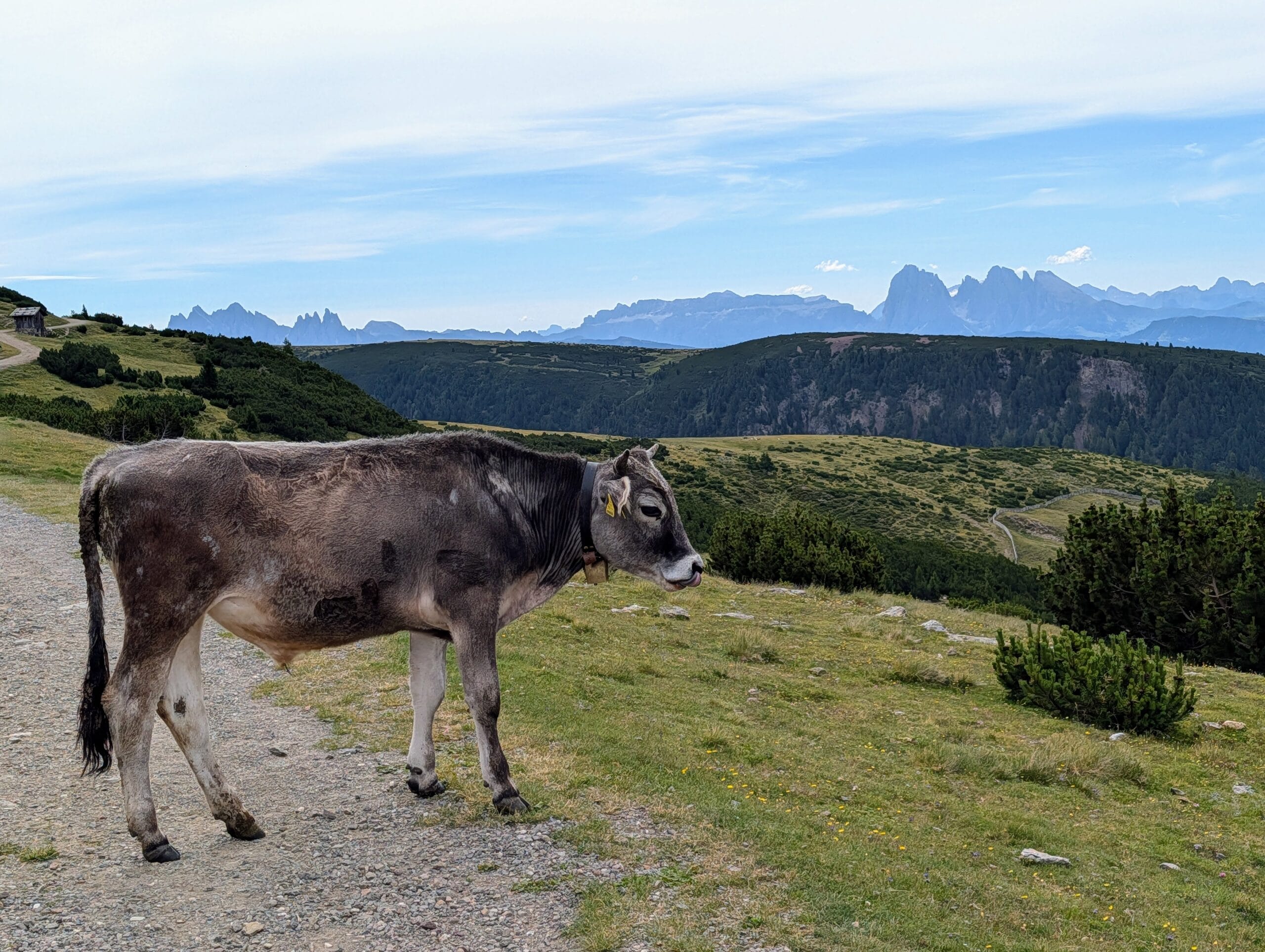 Een koe op een bergpad met een weids uitzicht op het berglandschap van Zuid-Tirol