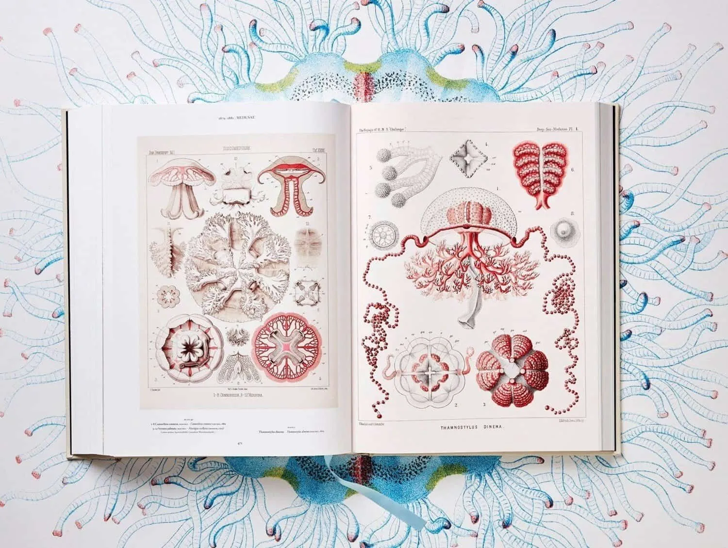 Boek met illustraties van Ernst Haeckel