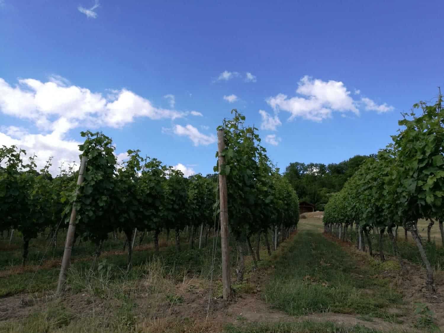 Thüringen wijngaard