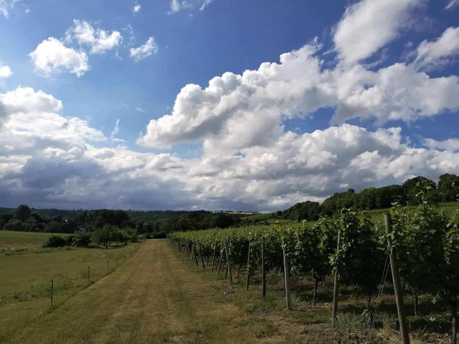 Thüringen wijngaard