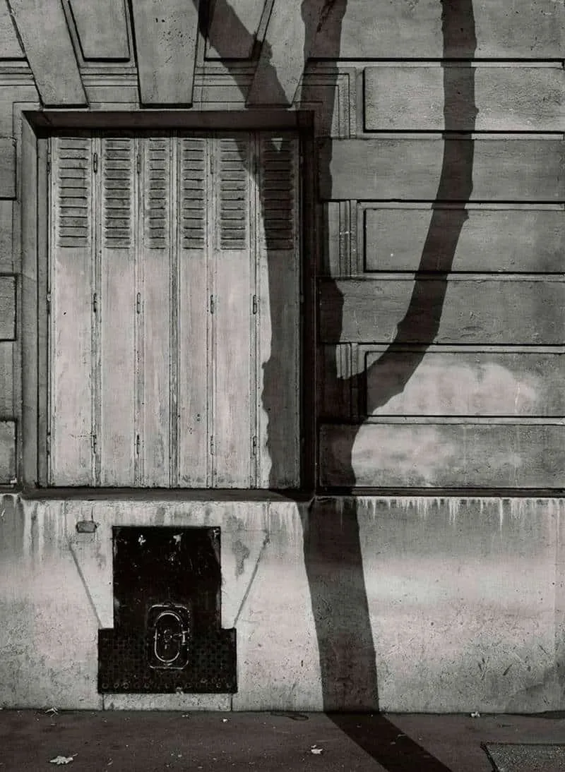 schaduw van een boom