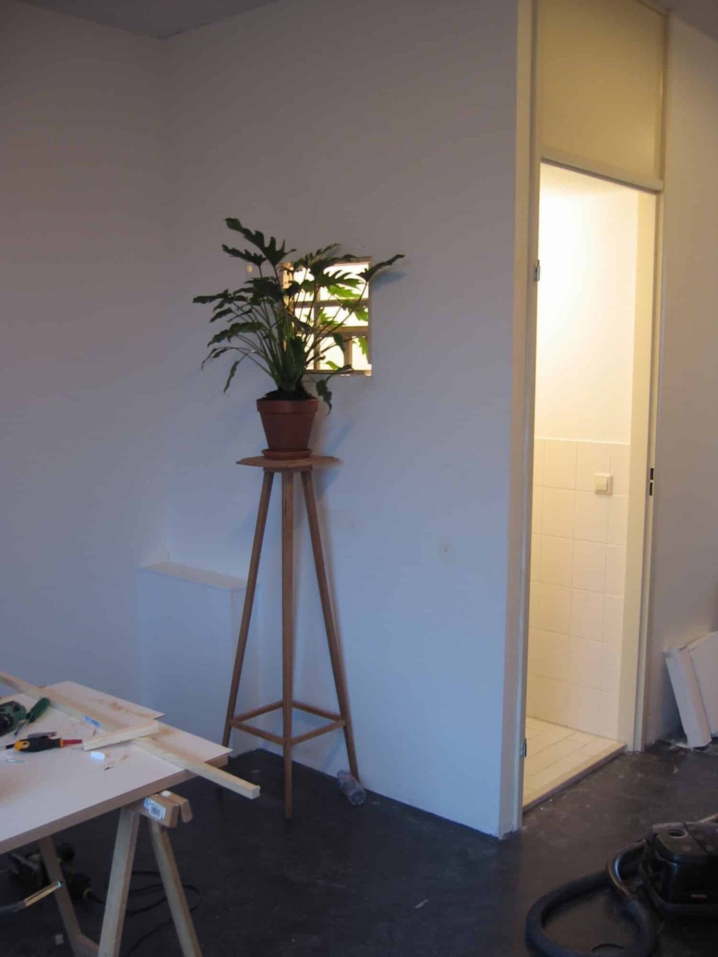 plant groeit door muur