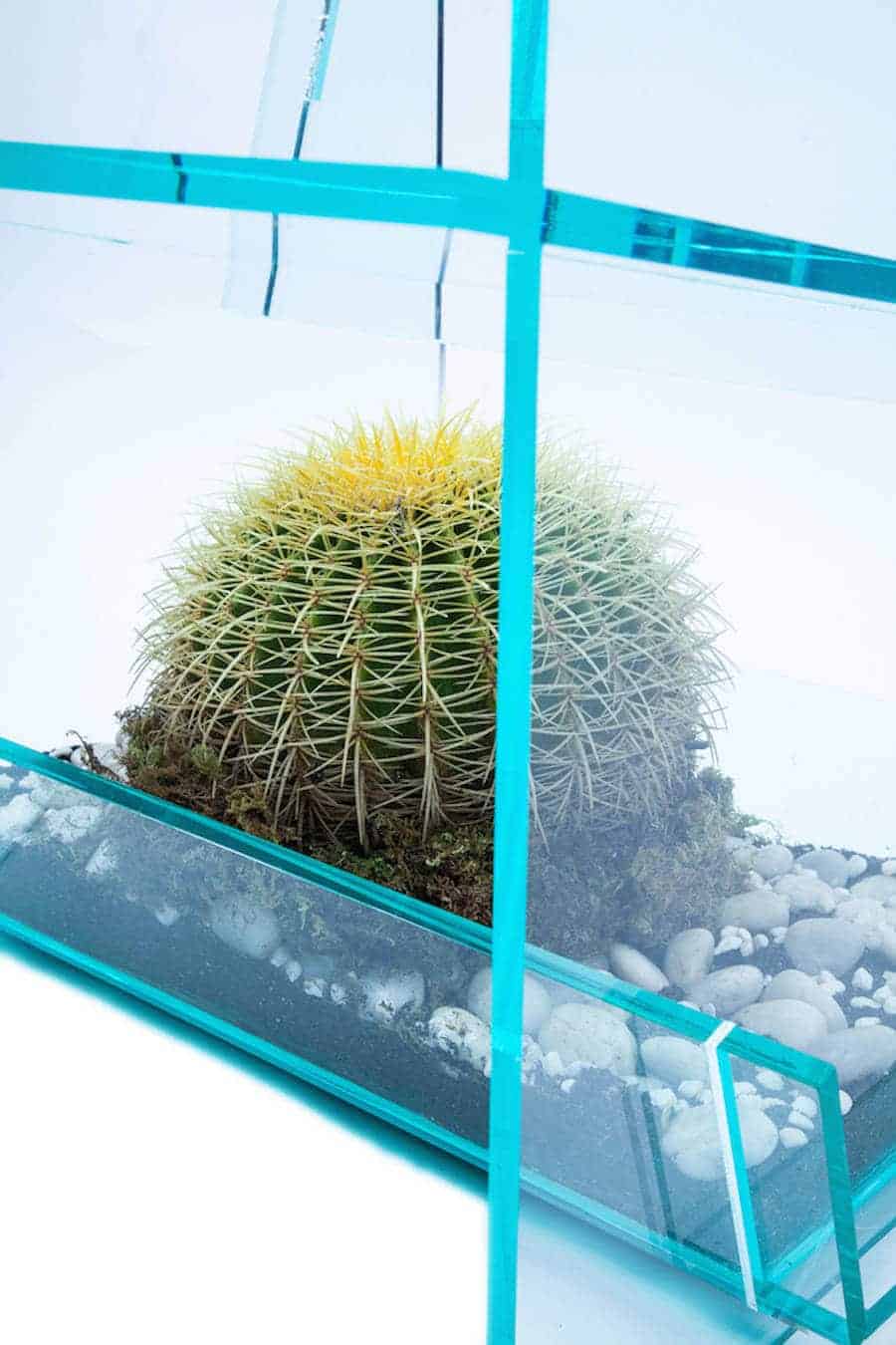zitten op een cactus