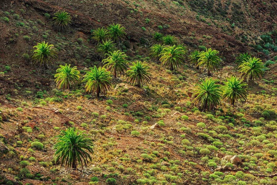 De prachtige natuur van Tenerife