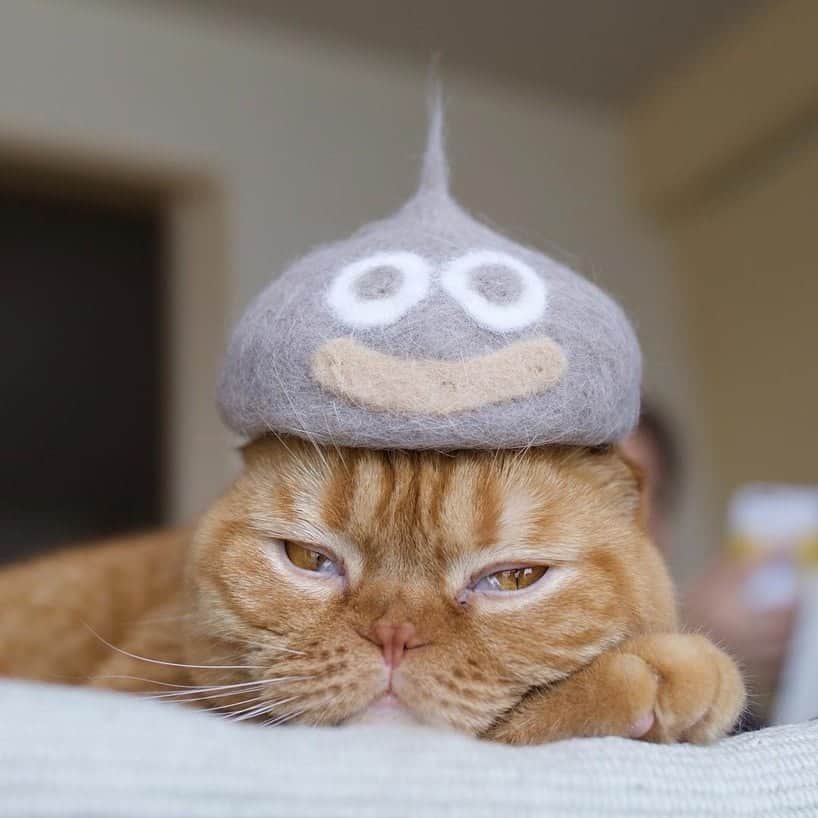 kat met een grappig hoedje