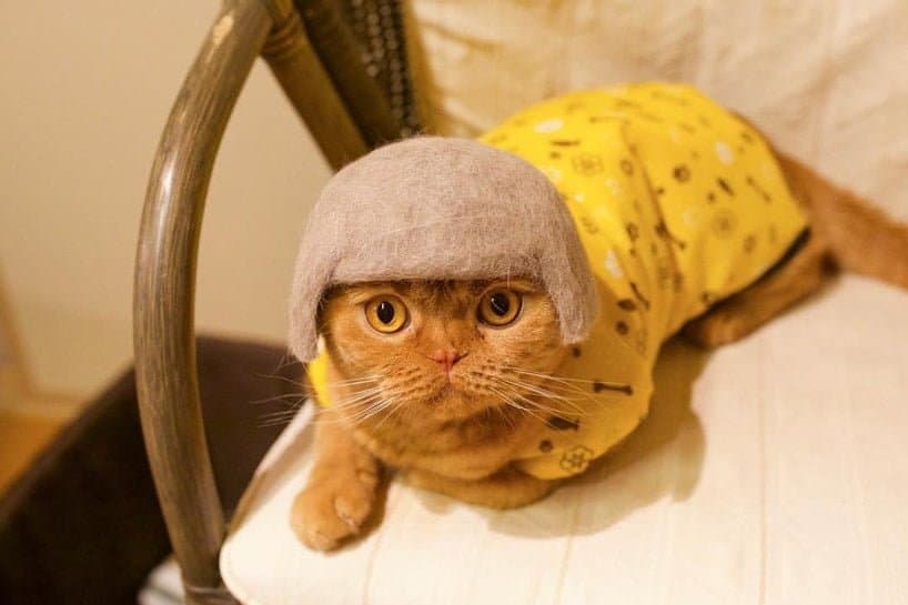 kat met een grappig hoedje
