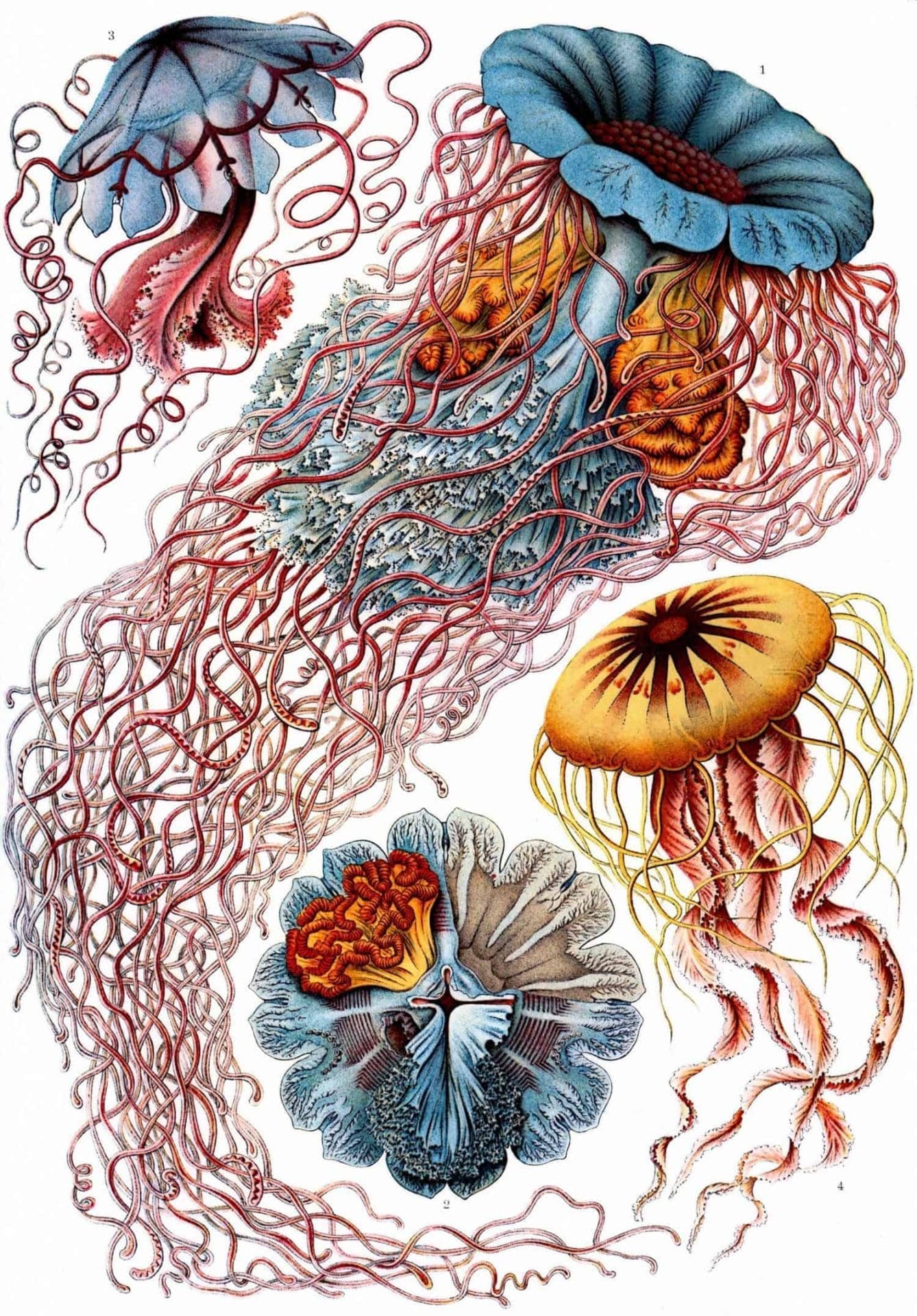 Kunst ontmoet wetenschap in het werk van Ernst Haeckel 48 Boek met illustraties van Ernst Haeckel