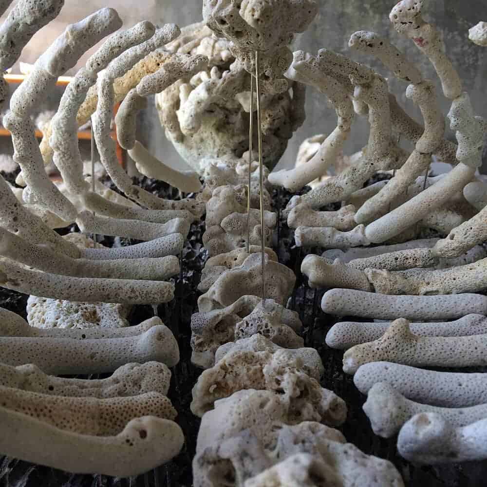 skelet van koraal