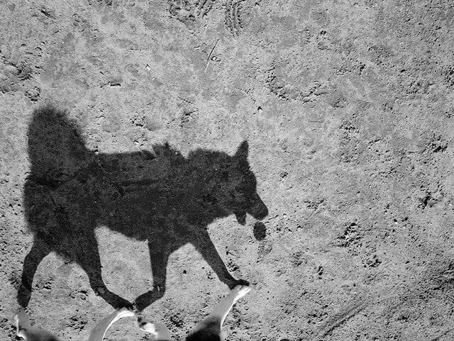 schaduw van een hond